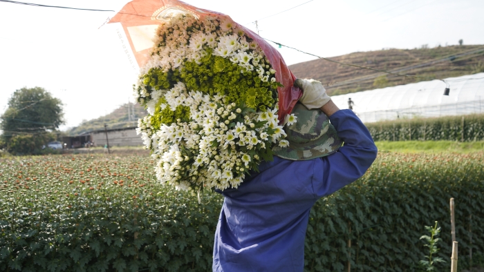搬运鲜花 (4)
