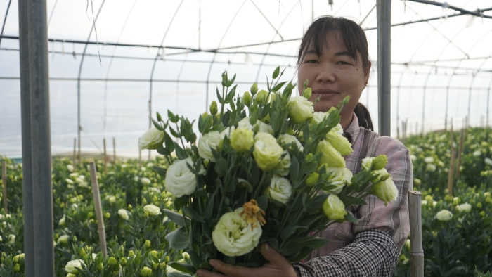 采摘鲜花 (3)