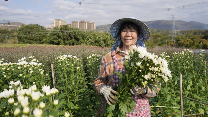 采摘鲜花 (4)