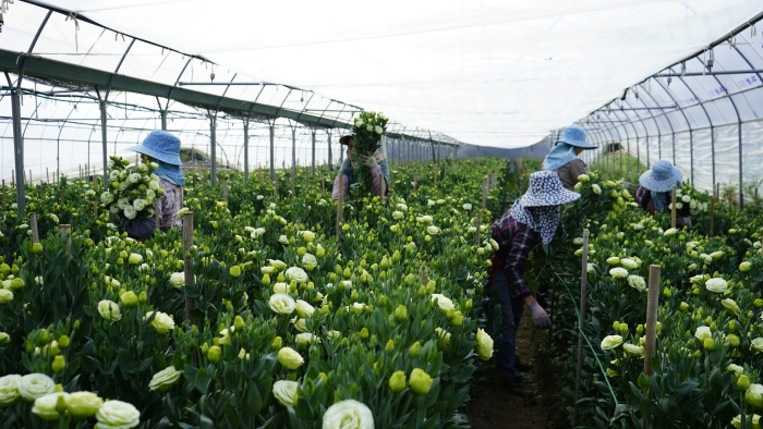 采摘鲜花