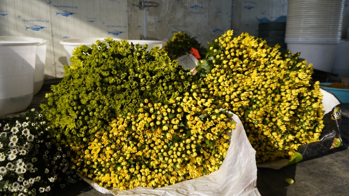 待打包的鲜花 (1)