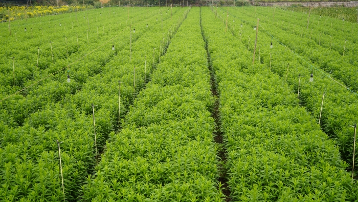 大水平社区黄莺花 (1)