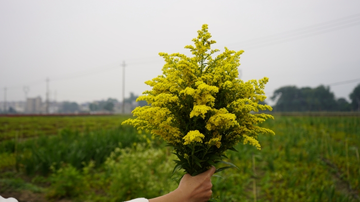 大水平社区黄莺花 (2)