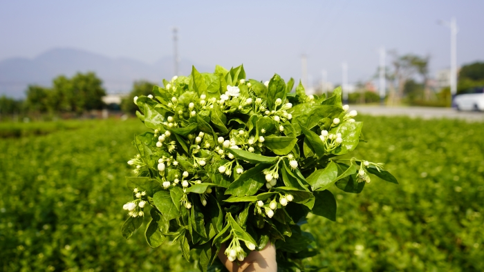 茉莉花