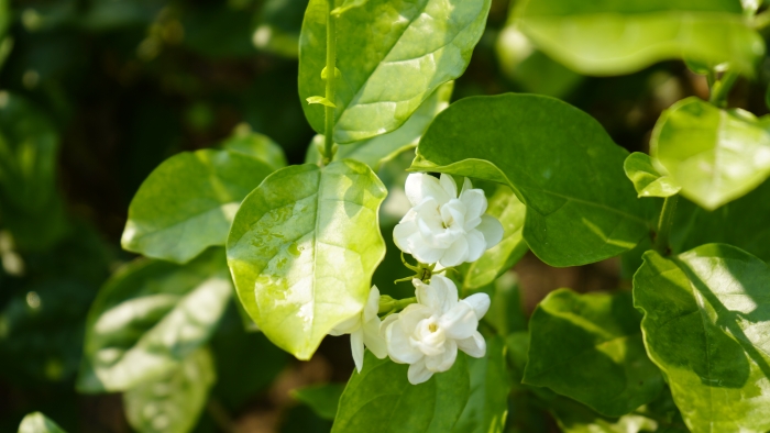 茉莉花盛开3