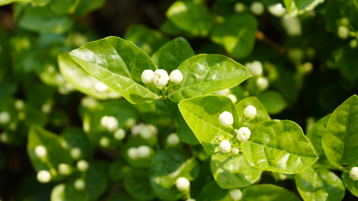 茉莉花盛开4