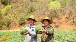西瓜节“甜蜜”启幕 实现农文旅融合
