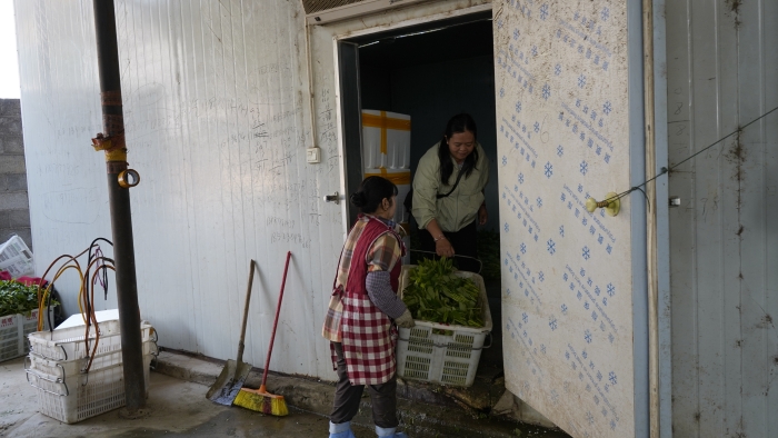 运送到冷库保存2