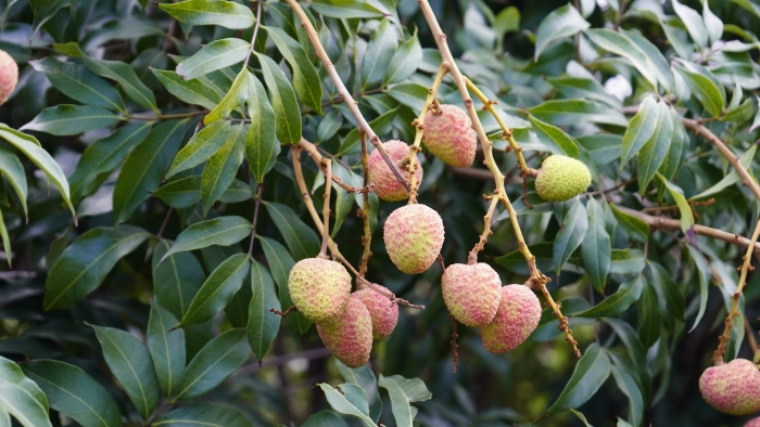 荔枝3