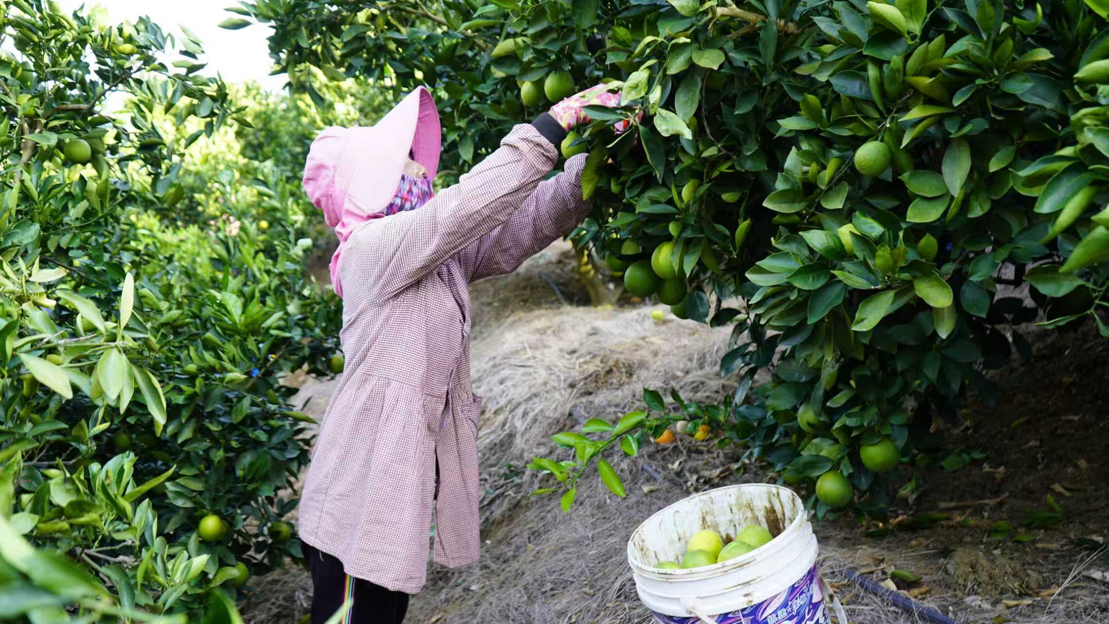 元江:绿皮冰糖橙错峰上市 抢占“双节”市场